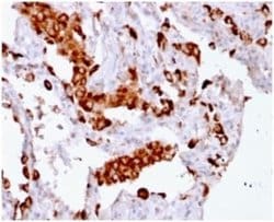 Napsin A Antibody (rNAPSA/1239) - Azide and BSA Free, Novus Biologicals